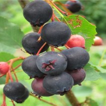 DR준베리(발레리나) 결실주(분)