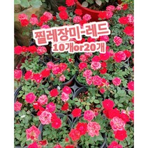 찔레장미-레드 10개 20개/추위에 강해 노지 월동이 가능한 찔레