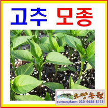 J(소망)고추모종 24개 묶음/고추모종판매