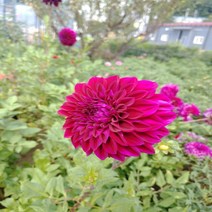 다알리아 디바-1뿌리(중형)