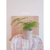 아스파라거스나누스 음지식물 카페인테리어, 1개
