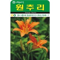 AR 원추리 꽃이 아름다워 관상용으로 씨앗