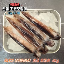 국내산 활 선동 초코 오징어 숙회 통찜오징어 1kg, 초코오징어 4kg