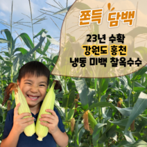 마음쏙 냉동 미백 찰옥수수 특품 강원도 홍천, 냉동찰옥수수 30개
