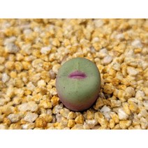 코노피튬/파가에1380-1485 아프리카농장