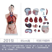 피규어, 모델 201 / 85 cm고