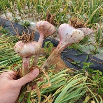 농랑부랑 2023년 첫 수확서산 육쪽마늘 햇마늘 통마늘 저장마늘 한접 반접, 소, 반접(50개)
