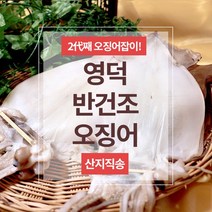 [영덕]반건조오징어/산지직송/2대째운영 소소/소/대/특/왕특 5미, 대 700g(5미)