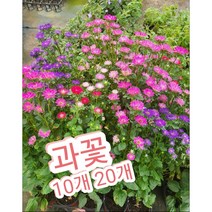 과꽃 10개 20개/올해도 과꽃이 피었습니다
