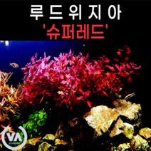 [비바소녀] 루드위지아 팔루스트리스 슈퍼레드 (3촉)