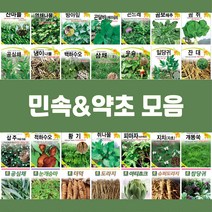 민속 채소 씨앗 종자 약초 도라지 더덕 공심채 잔대 냉이 고들빼기 방아잎 곤드레 당귀 텃밭, 11.곤달비(시베리아곰취)