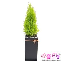 꽃뜨랑 개업화분 전국당일꽃배달 스투키 행운목 금전수 황금죽, 1개, a15 율마