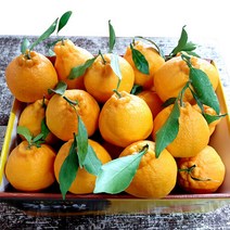 이제주몰 블루제주 한라봉 가정용 2.5kg(6-11과), 단품없음