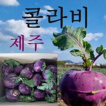 제주 제철 콜라비, 10kg(10개내외)