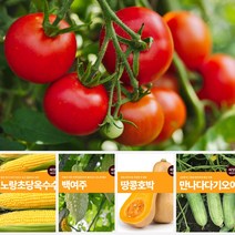 열매 채소 씨앗 모음 토마토 호박 오이 콩 여주 종자 베란다텃밭, 08.땅콩호박