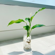 앙플랜트 수경재배식물 베이직화병 공기정화식물모음, 몬스테라 소품, 화이트에그스톤 + 베이직화병 SET