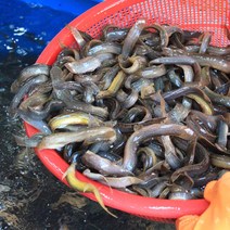 미꾸라지 추어탕용 1kg 보신용 대중소 국내산 민물고기백화점, 미꾸라지(왕) 1kg, 1개