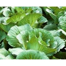 국내산 양배추즙50포 (자색양파즙 배즙 포도즙 닭발우슬즙 호박즙), 120포, 110ml, 110