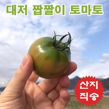 [부산농가명물] 마미템 부산 맛있는 대저토마토 짭짤이 토마토 2.5kg 5kg, 대저짭짤토마토 (M사이즈)