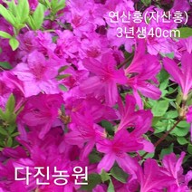 (다진농원) 연산홍(자산홍)분홍색 3년생 40cm 최상품, 자산홍 분홍색