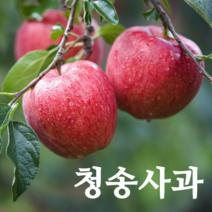 청송 사과 부사 농부네 부부농장 꿀 사과 산지직송, 1박스, 11.사과 가정용 10kg 특대과