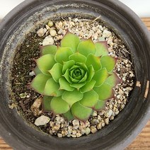 꽃나무팜 골든바위솔 월동다육이 고급다육이 반려식물 선별배송 키우기쉬운식물 한개금액입니다