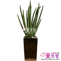 꽃뜨랑 전국배송 대형화분 행운목 해피트리 스투키 금전수 개업화분 당일배송꽃배달, C02 스투키, 1개