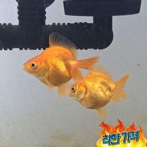 유금(4~5cm) 1마리_ 금어 금붕어 키우기쉬운