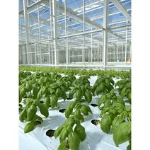 바질 스위트 50g 생잎 산지직송 식용허브 바질페스토 스위트바질 100g