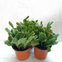 게발선인장(3포트한묶음)특별할인