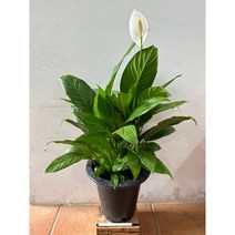스파트필름-대품 (높이60cm 너비22cm)
