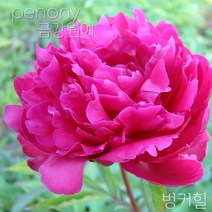 작약 숙근 입고 금강원예, 펑커힐