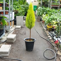 [나인에잇틴]율마 외목대 대형 피톤치드식물299