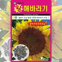 왕해바라기 씨앗 왕해바라기 씨 야생화 국화 꽃 종자 10립, 1개