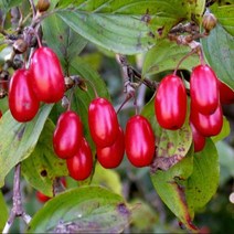 묘목/산수유 실생2년 특/5주 KS573