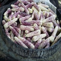 강원도 (냉동) 찐 미흑 찰옥수수 18개, 1, 본상품선택