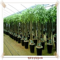 파키라 대형 플랜테리어 화분선물 반려식물 1.8m, 삼식이