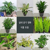 여름식물20종 중품 황금마삭줄 크루시아 초설마삭줄 유칼립투스 콤펙타 아글레오네마사파이어 산세베리아, 03.초설마삭줄