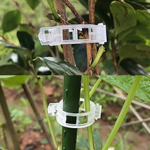 50P 식물 고정 타이 클립 HEA