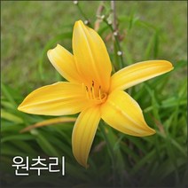 원추리 100g, 1개