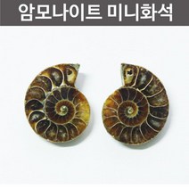 미니 화석 암모나이트 표본 체험 학습교구 교재 생물 퇴적물 실험실 식물 과학실 실험 과학