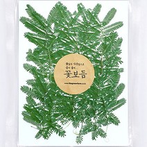 그린팜네이처 꽃보듬 압화-세트, 세트8(은엽)
