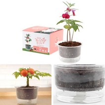 ºluckº 자동물공급 삼투압화분 봉선화씨앗 흙 세트 식물키우기 실내식물 상자텃밭 화분만들기 종이화분, 럭<★상품선택○>키” class=”wr-img”></a></div>
</div>
</div>
</div>
<div class=