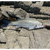 농어 광어 웜 바늘 채비 지그헤드 루어낚시 소프트베이트, 27g, 핑크-핑크펄