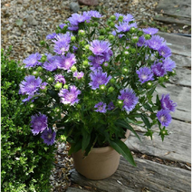 스토케시아 8cm포트 3개 노지월동 다년초 여름장기개화 [케이야생화]