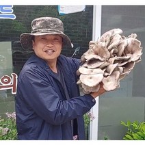 느타리버섯 종균 재배 버섯 키우기 노랑 흑색 흰색 칡느타리 원목재배, 노랑느타리 병종균, 1개