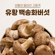 송화버섯 송화고 송고 버섯 유황 백송화 슬라이스 분말, 유황 백송화버섯 (중품) 1kg