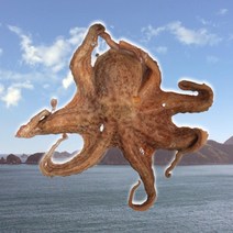 국내산 자연산 통영 자숙 생물 돌문어 제수용 숙회 문어 삶은 문어숙회 1kg 1.5kg 2kg 명절 설 구정 새해 추석 선물 세트, 1. 생물 제수용 문어 2kg내외(한마리)