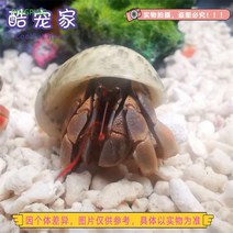 인플루언서 소라게 민물채비 키우기 살아있는 딸기, 선택하세요, T29-블랙베리 소라게 3cm-4cm, 1개