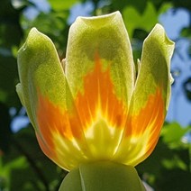 목하원예조경 목백합나무 묘목 (H1.2상)